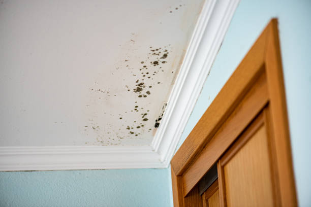 Reliable Concord, NH Mold Remediation Solutions