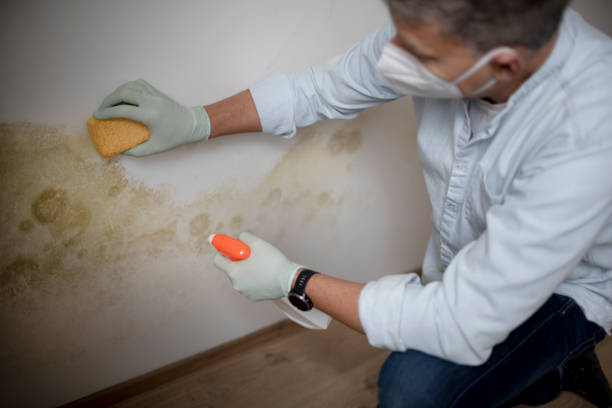 Best DIY Mold Remediation Support Services in Concord, NH