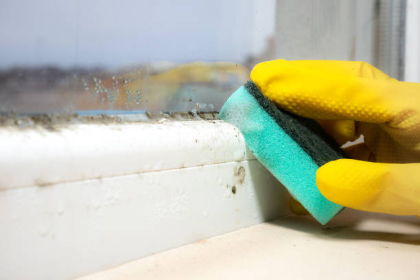 Best DIY Mold Remediation Support Services in Concord, NH
